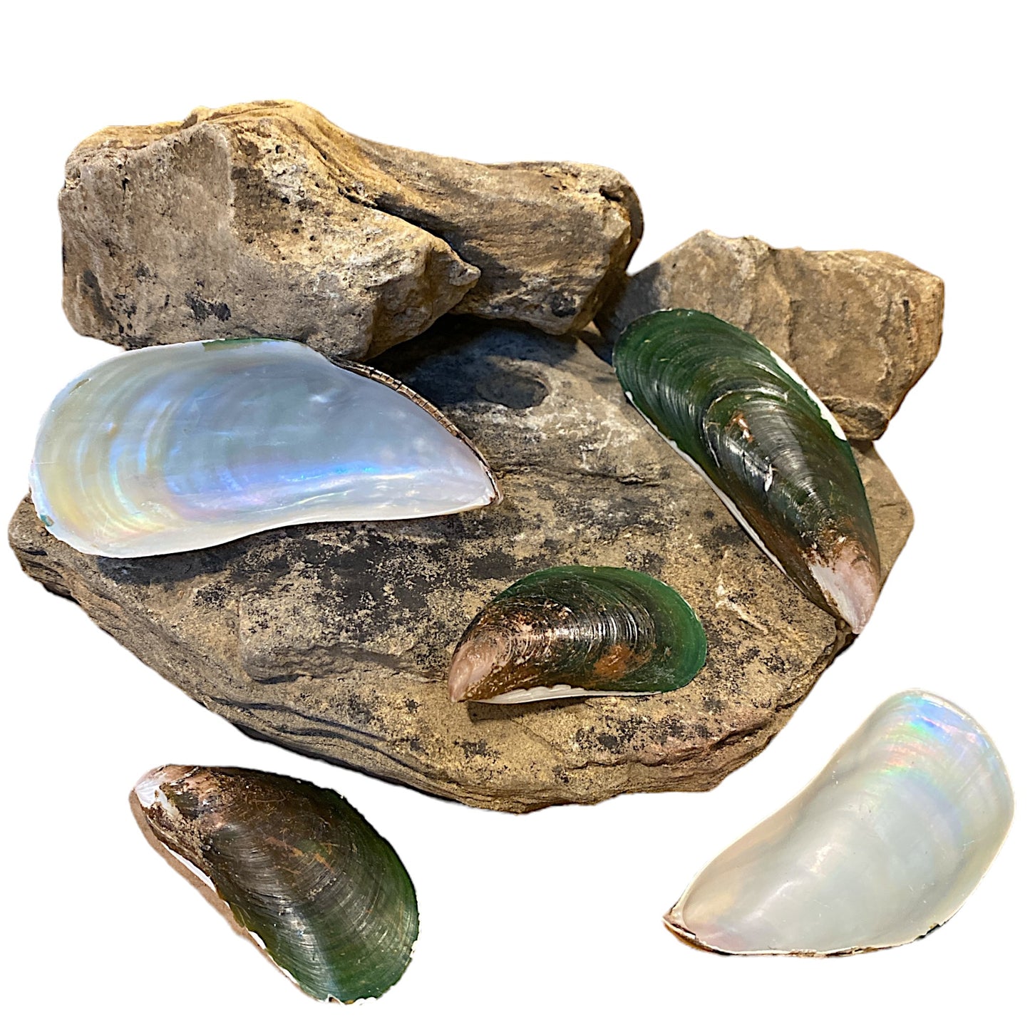 1 KG - Large Philippine Mussel Shells - 3 - 4 inches