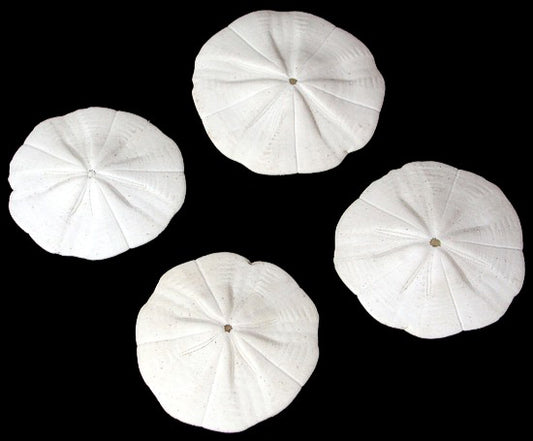 Star Sand Dollar - 1.5 - 2 inch - Philippines