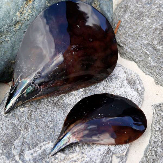 POLISHED PEN SHELL NIGHTLIGHT