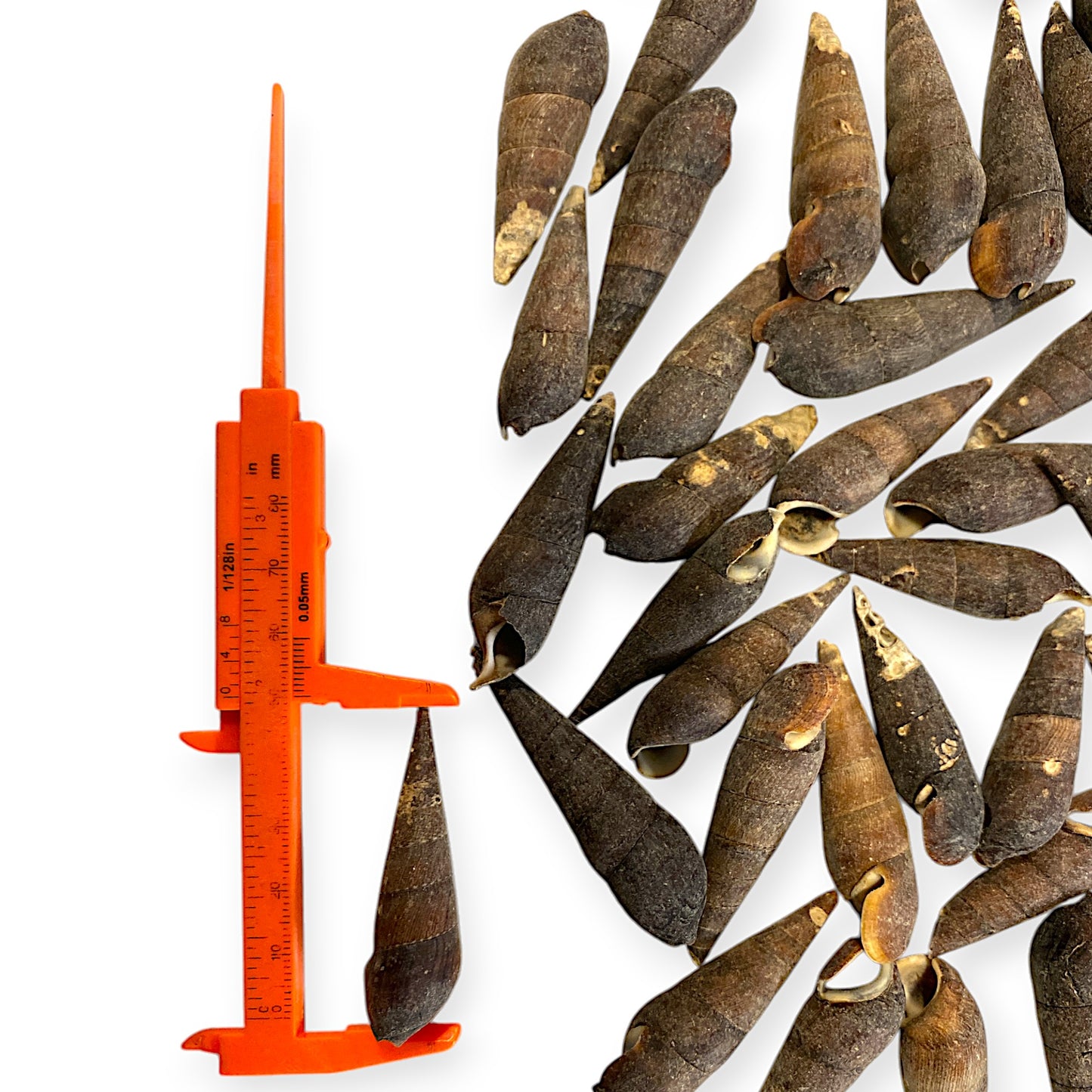 1 KG - Black Terebra - 2 inches - Philippines