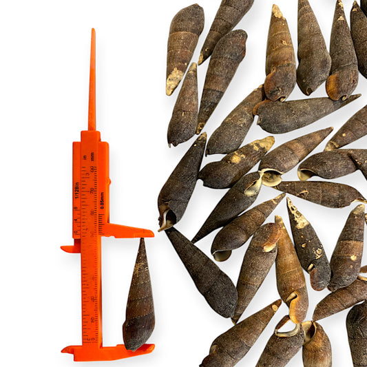 1 KG - Black Terebra - 2 inches - Philippines