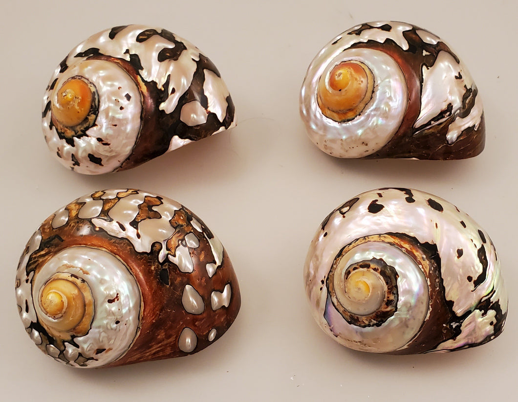 Turbo Sarmaticus Polished