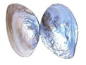 Giant Rainbow Mussel Pairs - 5 inches - CHAMBERLAINIA  HAINESIANAN - Thailand