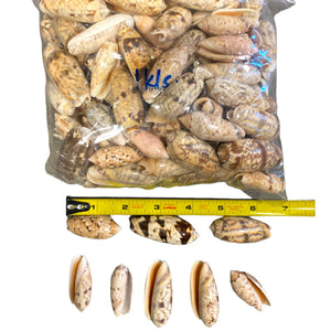 1 KG - Olive Shells - Olividae - Average 1 inch