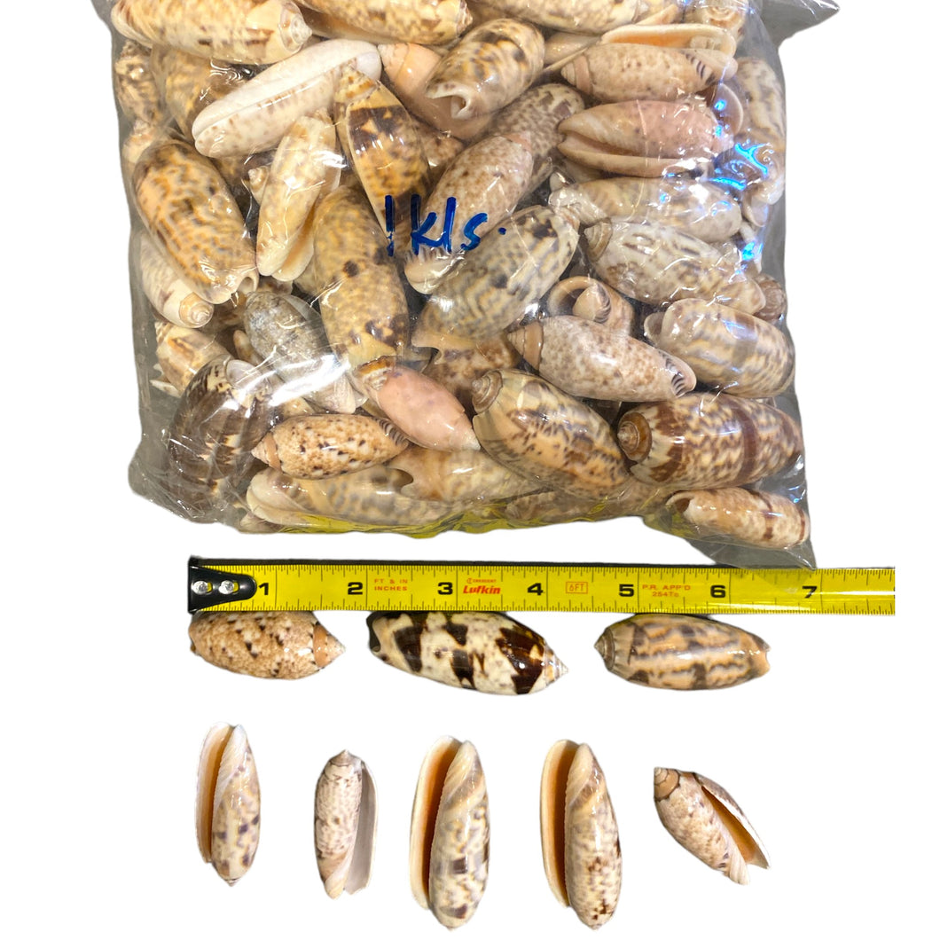 1 KG - Olive Shells - Olividae - Average 1 inch