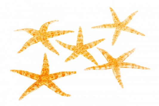 Philippine Starfish - 1.5 - 2 inches