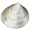 Pearlized Trochus Niloticus - 2 - 3 inches