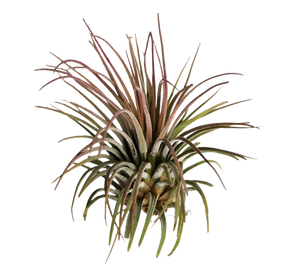 Ionantha Guatemala Tillandsia Air Plant