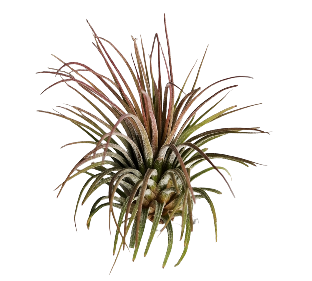 Ionantha Guatemala Tillandsia Air Plant