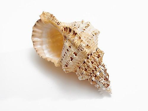 Frog Conch Shell - Bursa Bobo - 5 inch - 45 - 50 mm opening size