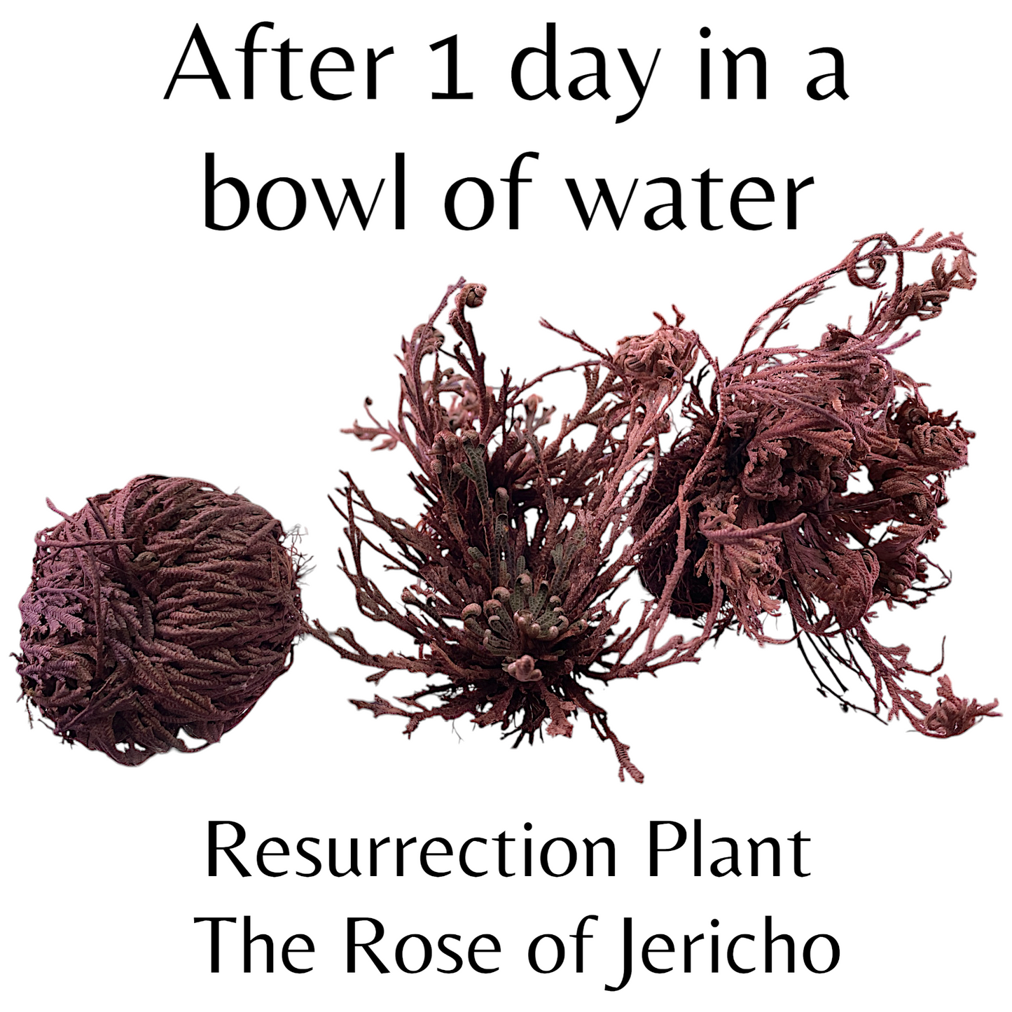 Resurrection Plant - Rose of Jericho