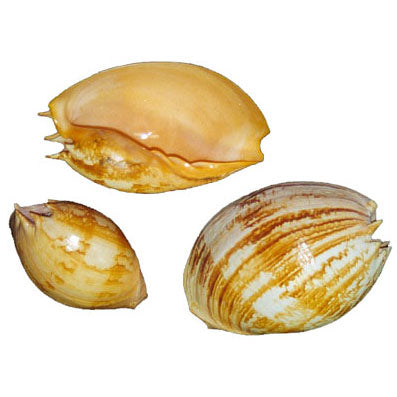 Melo Umbilicatus Shells - 11 - 12 inches