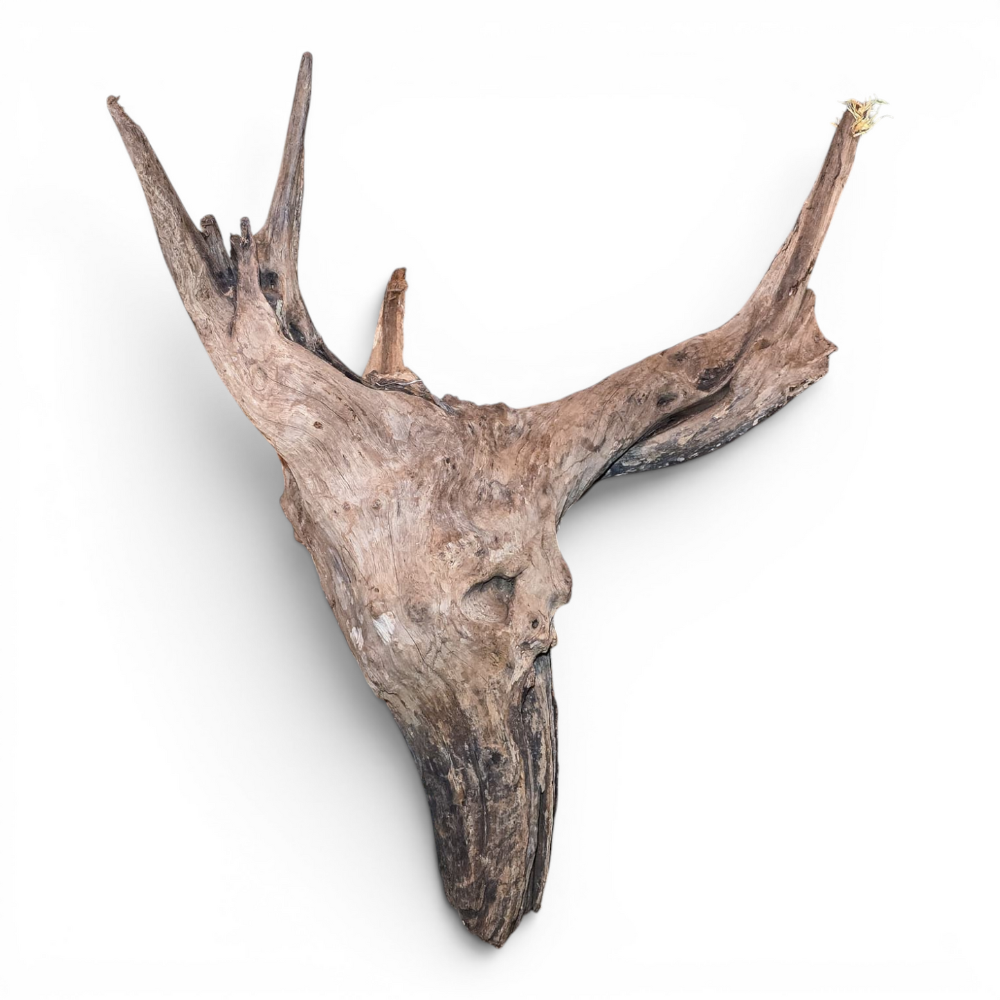 Malaysian Mangrove Driftwood Large 20–30" | Natural Aquarium & Terrarium Wood