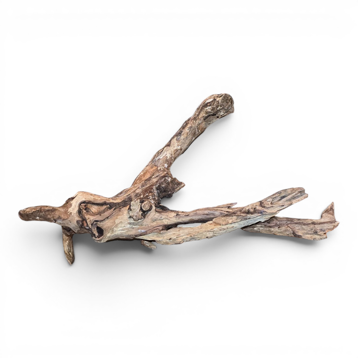 Malaysian Mangrove Driftwood Large 20–30" | Natural Aquarium & Terrarium Wood