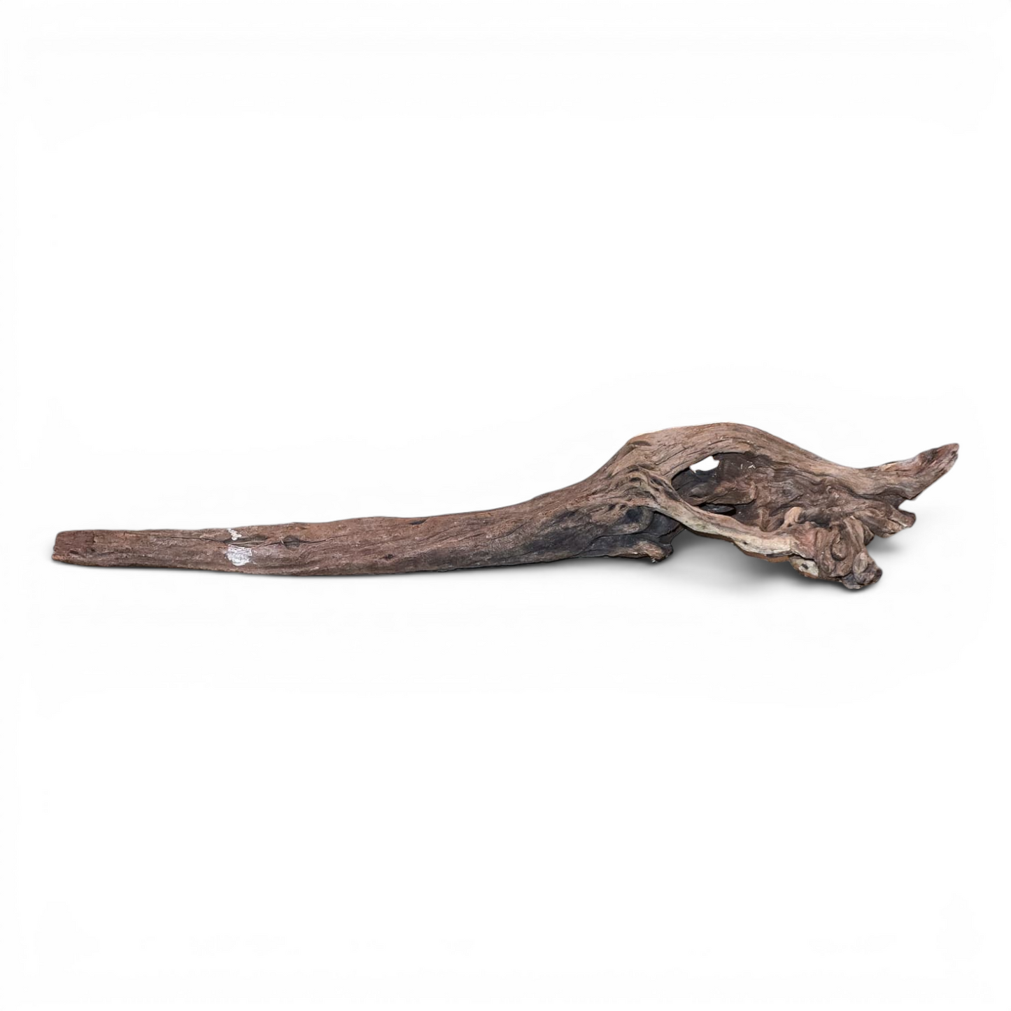 Malaysian Mangrove Driftwood Large 20–30" | Natural Aquarium & Terrarium Wood