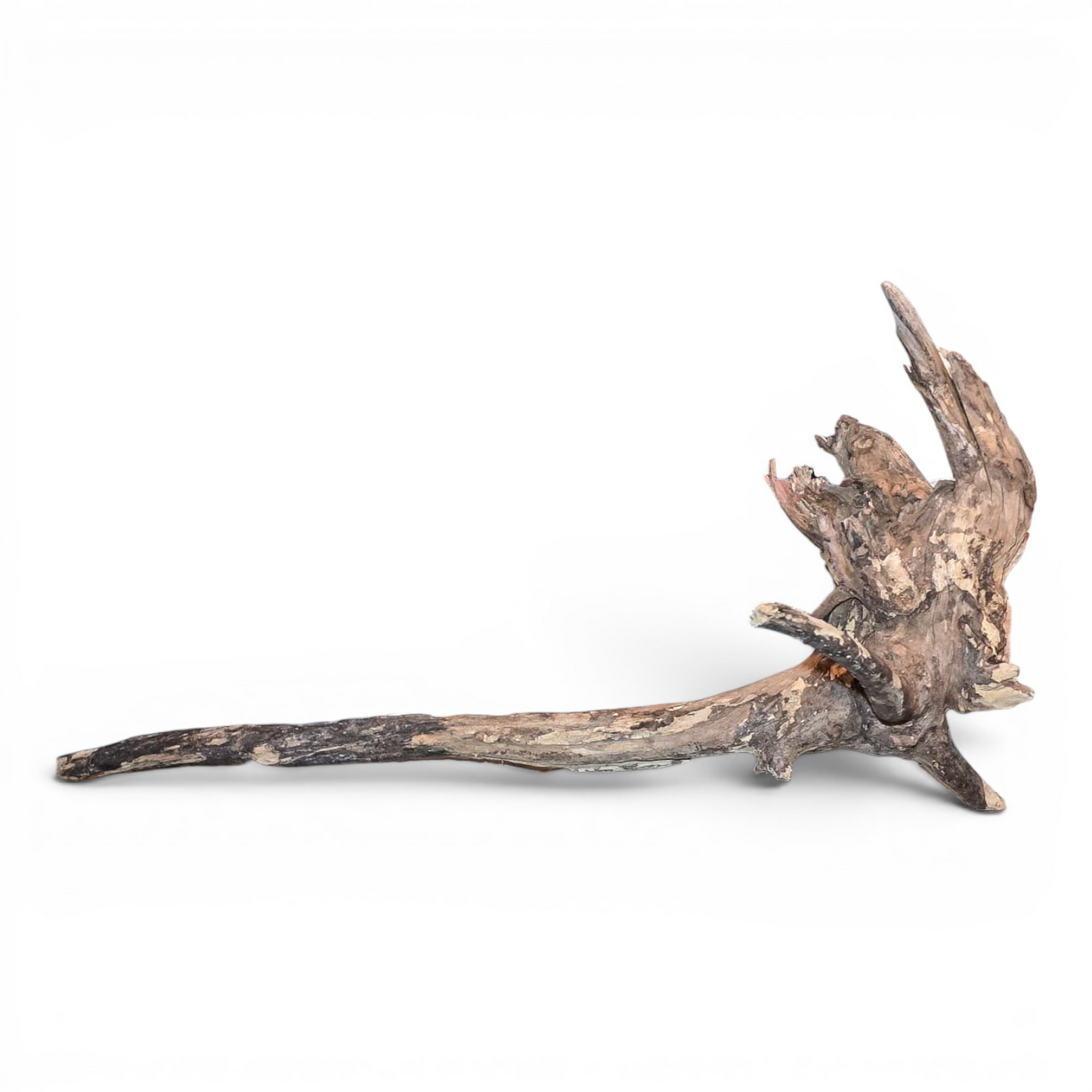 Malaysian Mangrove Driftwood Large 20–30" | Natural Aquarium & Terrarium Wood