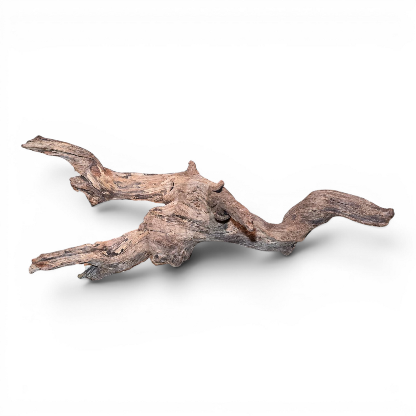 Malaysian Mangrove Driftwood Large 20–30" | Natural Aquarium & Terrarium Wood