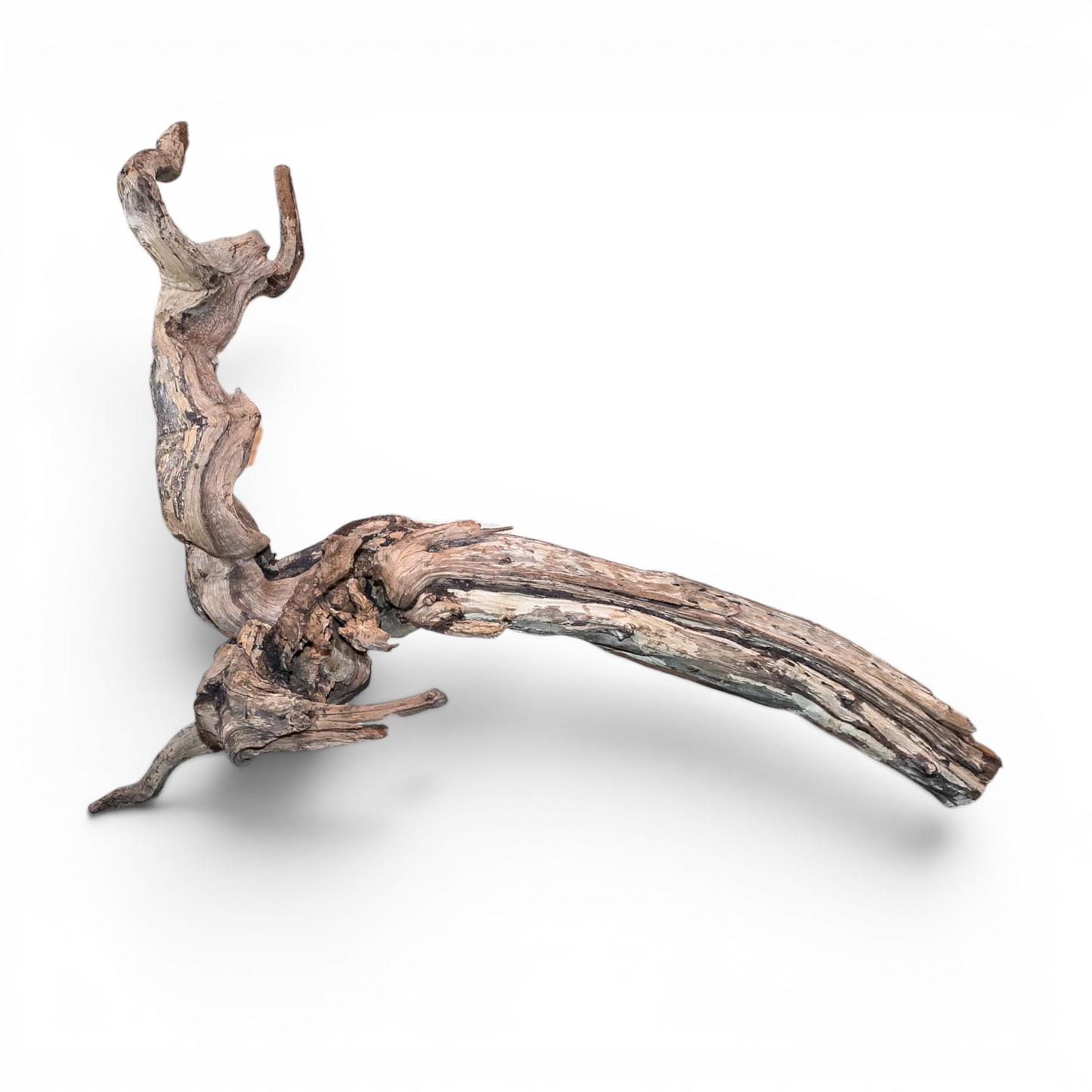 Malaysian Mangrove Driftwood Large 20–30" | Natural Aquarium & Terrarium Wood