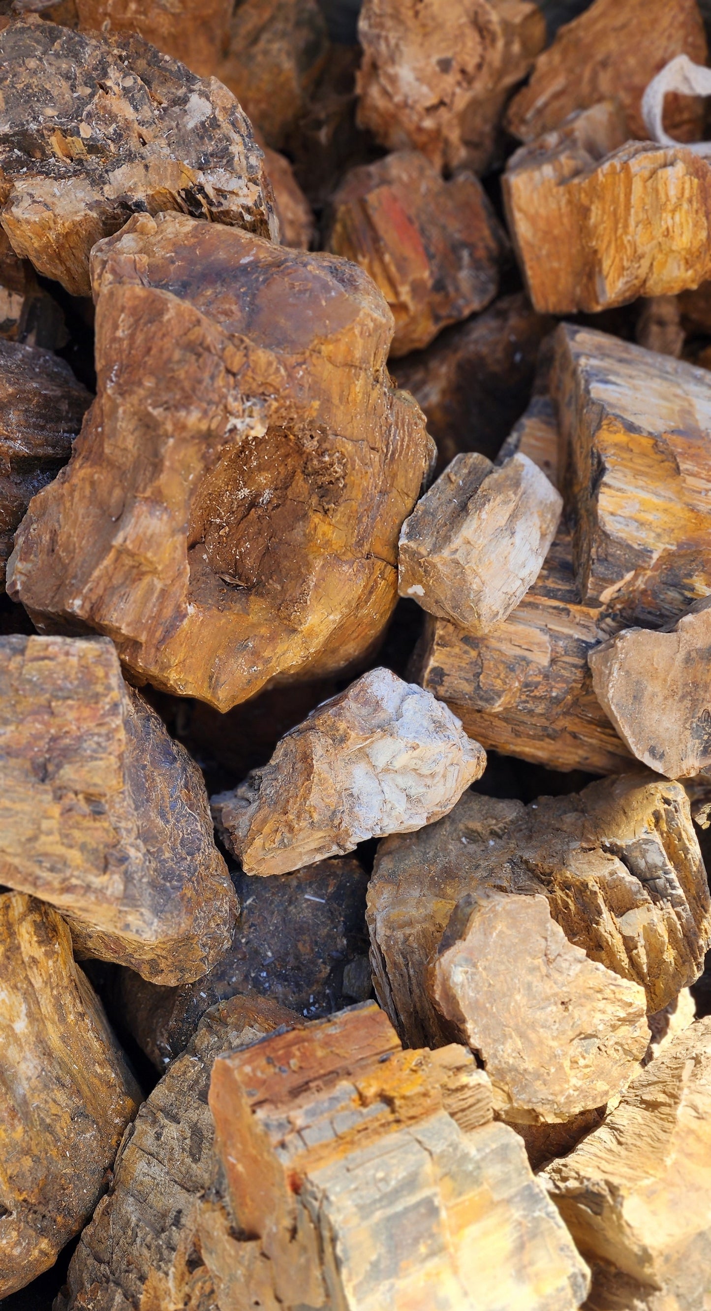 Petrified Wood Stone