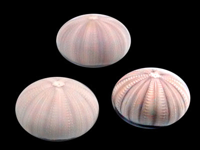 Large Violet Diadema Sea Urchins - 3.5 + inches - Thailand