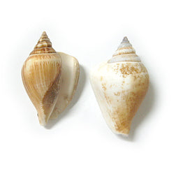 1 KG - Brown Canarium - Laevistrombus Canarium - 2 - 2.5 inches