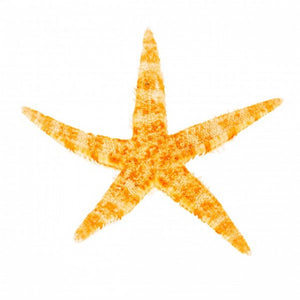 Philippine Starfish - 3 - 4 inches