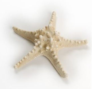 Bleached White Horned Starfish - 5 - 6 inches