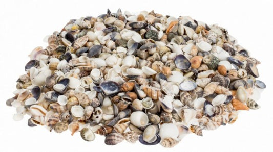 1 KG - Assorted Seashell Mix - 0.25 - 0.5 inches - Mixed in house may vary - Philippines
