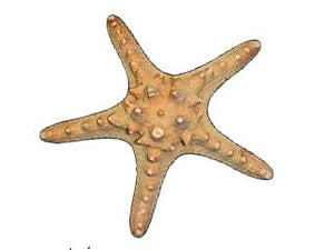 Horned Starfish - 1 - 2 inches