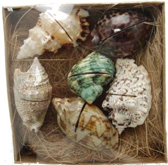 Real Seashell Place Card Holders (Set of 6) Wedding Card Holders