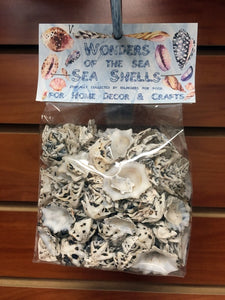 Wonders Of The Sea -  Star Limpet Shells - 1 inch