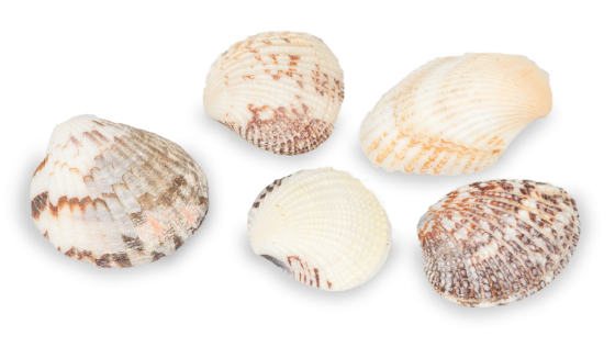 1 KG - Venus Clams - 1.5 to 2.5 inch - Philippines