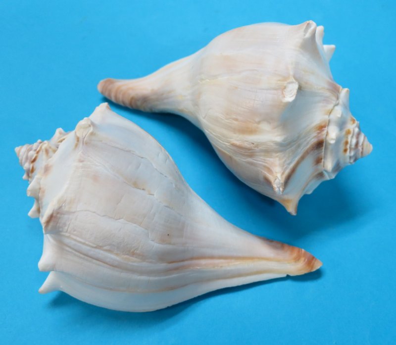 Left Hand Whelk - Busycon Perversum - 6 - 7 inches -Mexcio