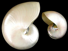 Pearlized Nautilus Shells