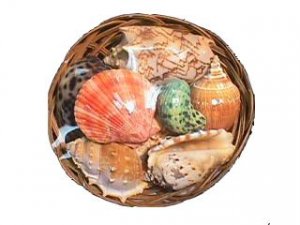 FRUITS OF THE SEA BASKET Shell Pack 6 inch - PREMIUM SHELLS