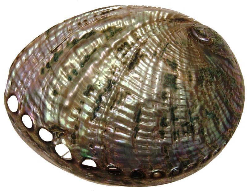 Polished Green Abalone - Haliotis Fulgens - 6.5 - 7 inches - Philippines