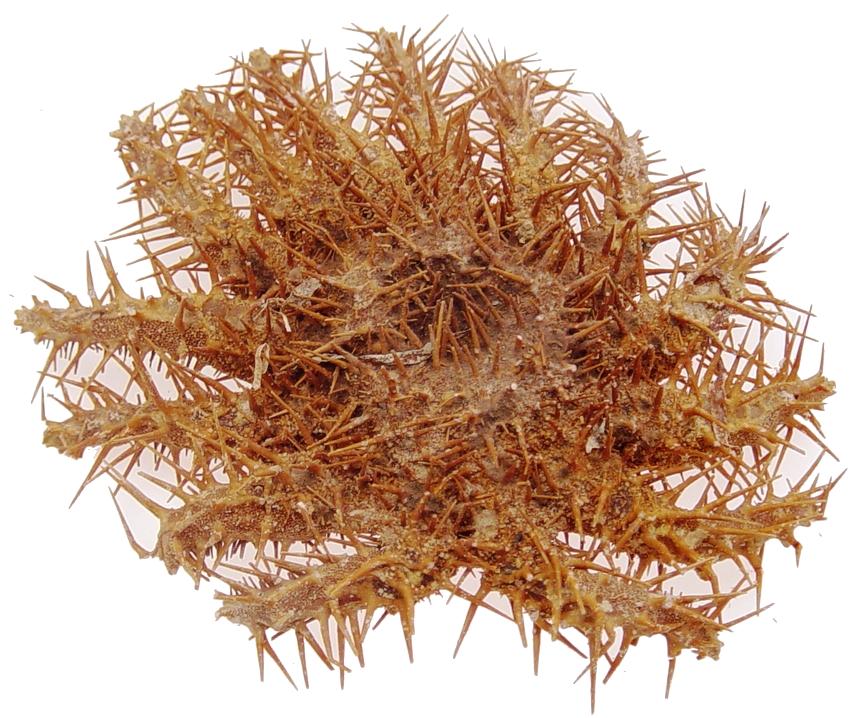 Crown Of Thorns - Acanthaster Planci - 7 - 9 inches