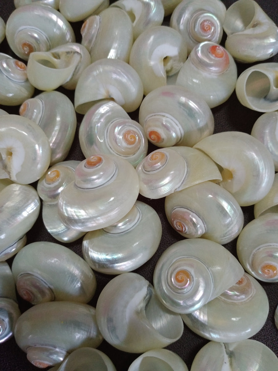 Pearlized Turbo Cinerius Shells - .75 to 1 inch – HermitCrabShells.ca