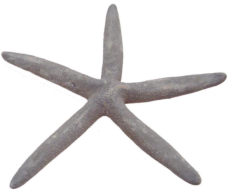 Natural Bluey Starfish - Linckia Laevigata - 10 - 12 Inches