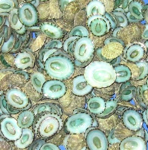 1/2 LB - Blue Limpet Shells SUTORRIA MESOLEUCA  0.75 inches - Mexico