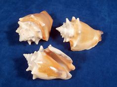 Golden Fighting Conch - 3 inch  Haiti - Thailand - Sinistrofulgur Perversum