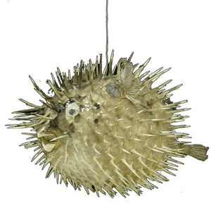 Porcupine Fish - 12+ - 13+ inches