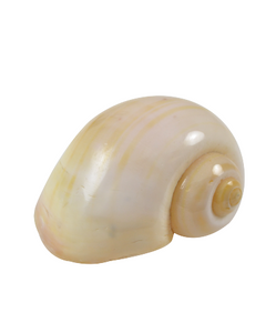 Cherry Yellow Snail Hermit Crab Shells  - Pomacea Canaliculata