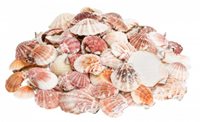 Wonders Of The Sea - Pecten Vexillum Shells - 1.5 - 3 inches