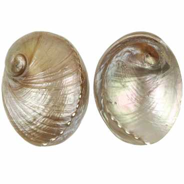 Opal Abalone - Haliotis laeviagata - 5 inch - Polished - Thailand