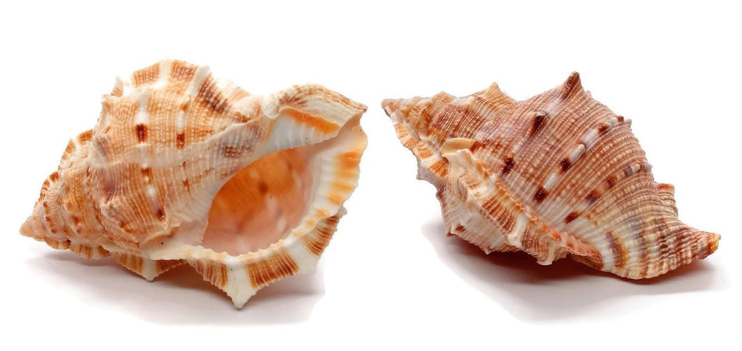Bursa Rana Frog Shells Hermit Crab Shells - Bursa Tuberosissima