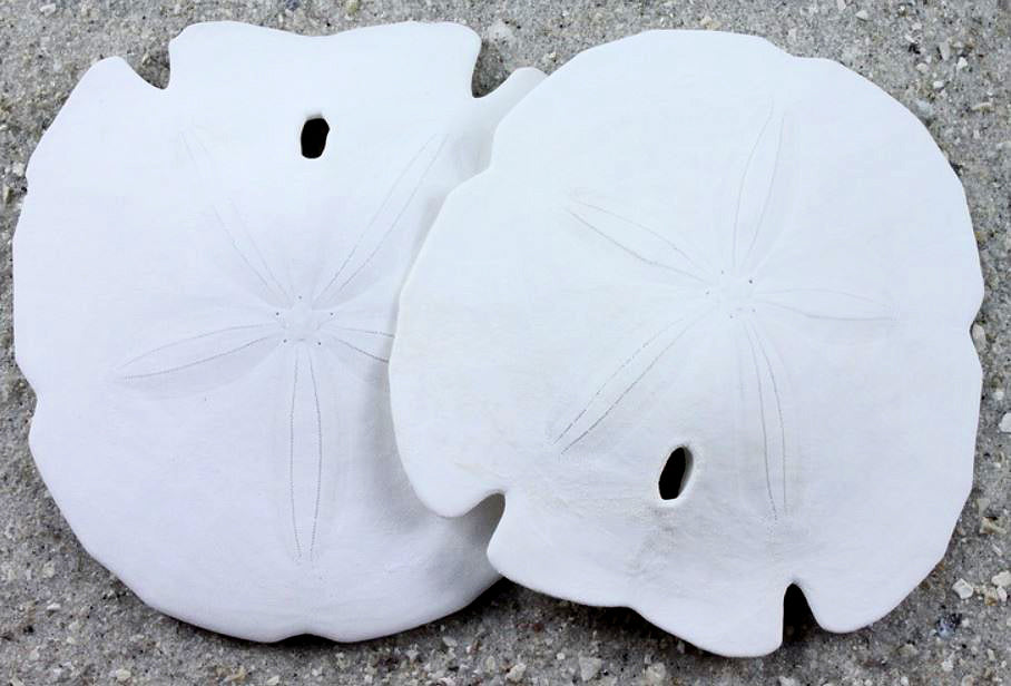 Keyhole Sand Dollars - 6 inches