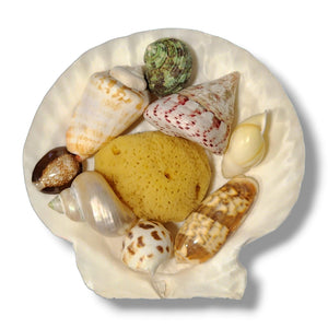 NATURAL HERMIT CRAB SHELL PACK W/SEA SPONGE