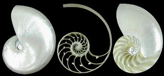 Split Pearlized Nautilus Shells - 3 Pieces (4-6 inches)