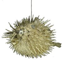 Porcupine Fish - 24 inches (X-X-X LARGE)